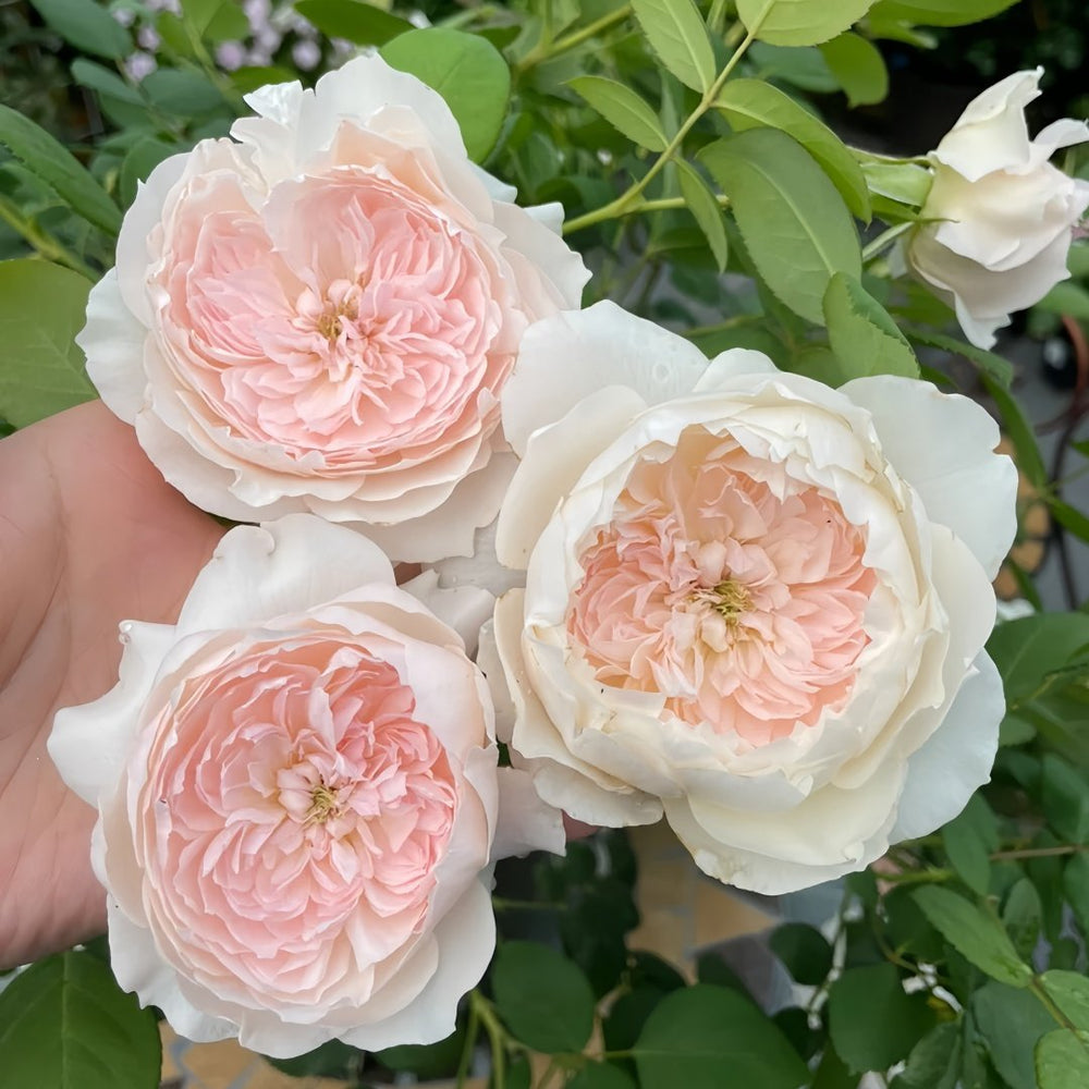 Jiashu Rose Plant|家书 image 3