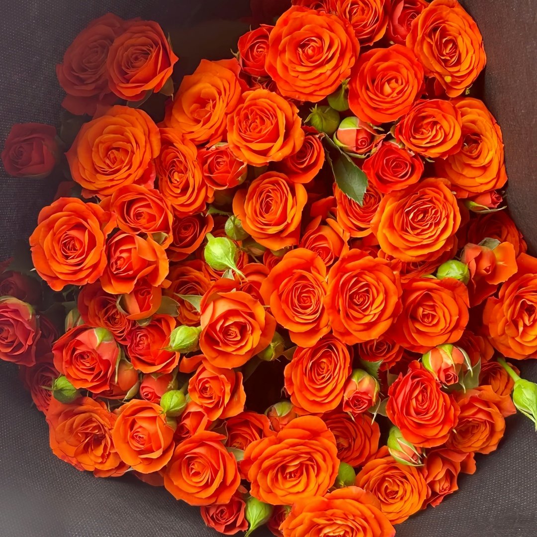 Orange Jewel Rose Plant ｜橙色芭比 image 9