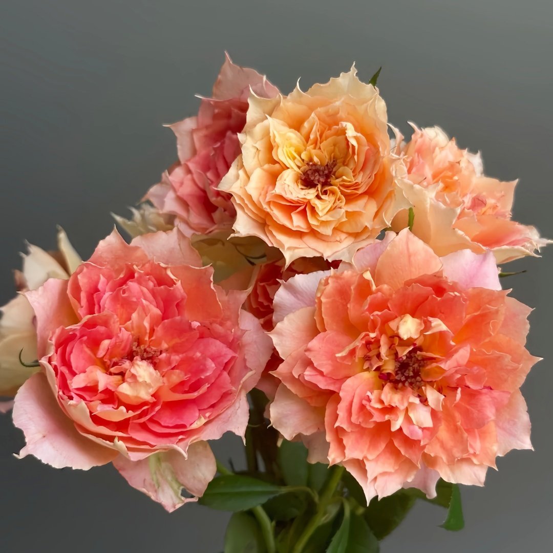 Lanterne Citrouille Rose Plant｜南瓜灯笼 image 5