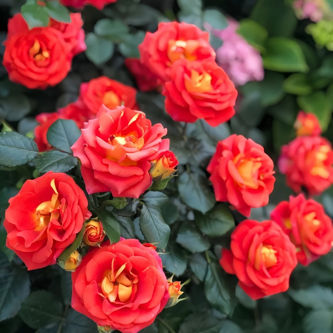 Terrazza Pisce Rose Plant｜双鱼座阳台 image 9