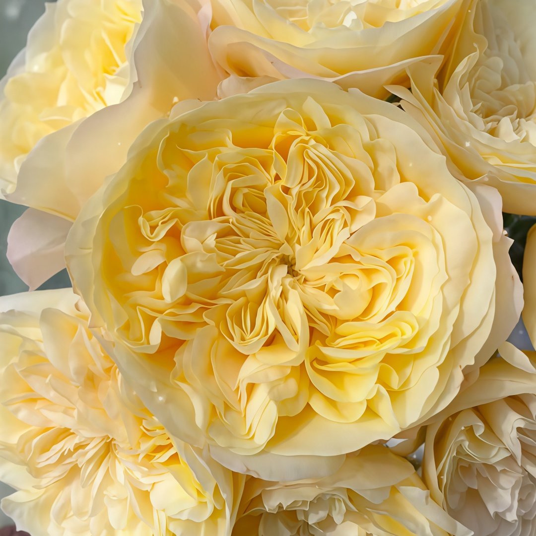 Souffle Rose Plant｜舒芙蕾 image 7