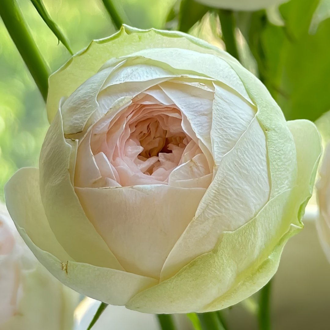 Pinky Pie Rose Plant｜粉红派 image 4