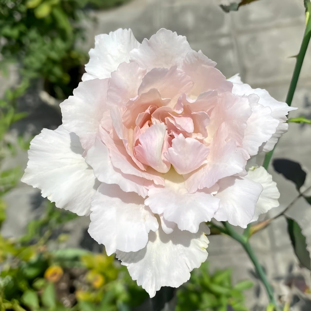 Saphiret Rose Plant | 莎菲天使 image 2