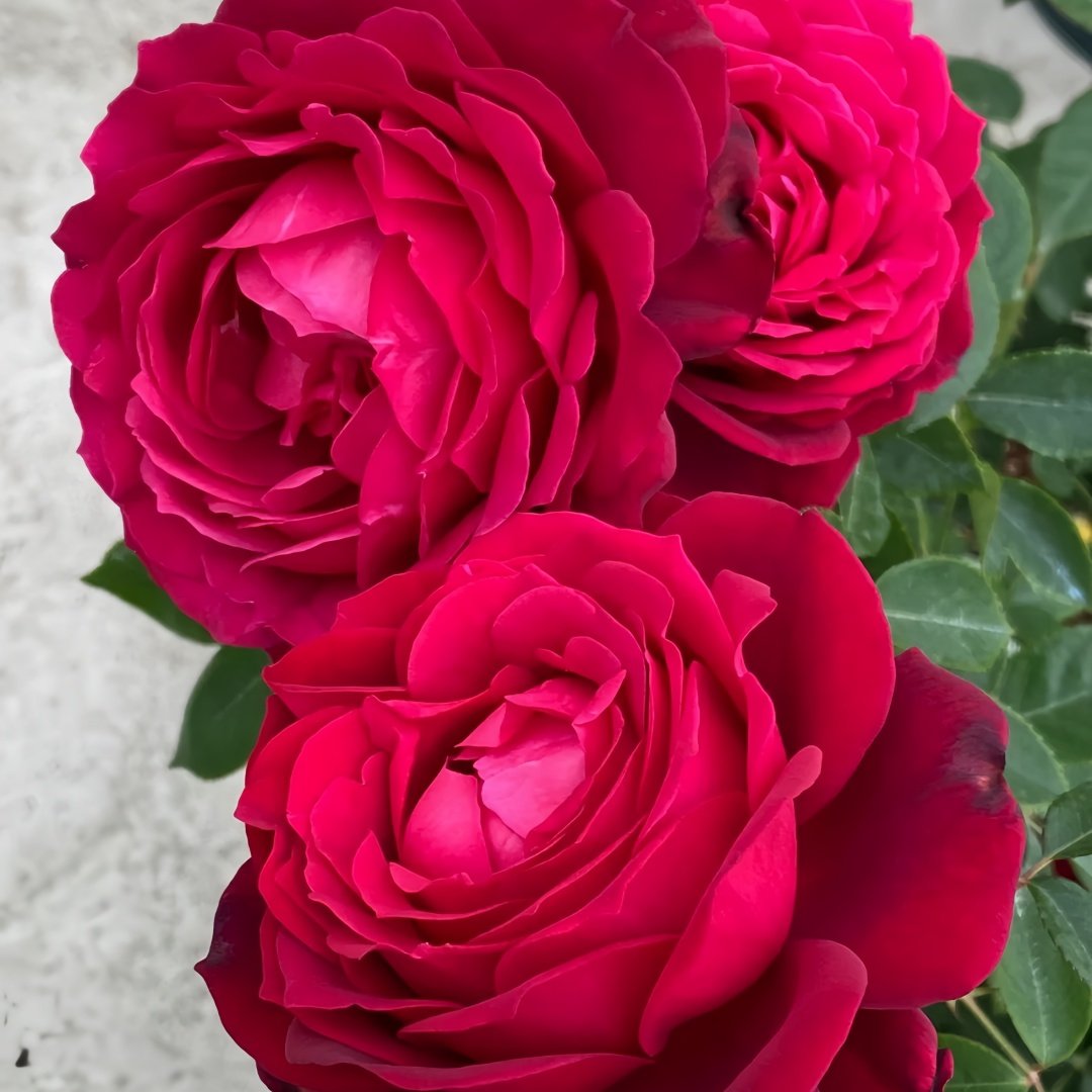 Janice kellogg Rose Plant|詹尼斯·凯洛格 image 4