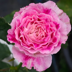 Piccadilly Circus Rose Plant｜皮卡迪利广场 image 0