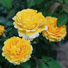 Inka Rose Plant|樱卡 image 2