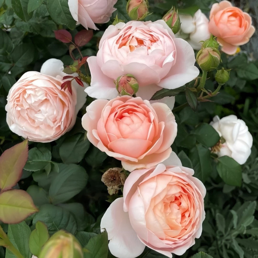 Ambridge Rose Plant|安布里奇 image 6