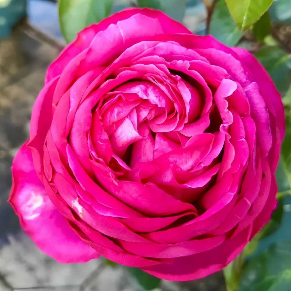Yves loriot Rose Plant|伊芙里奥 image 3