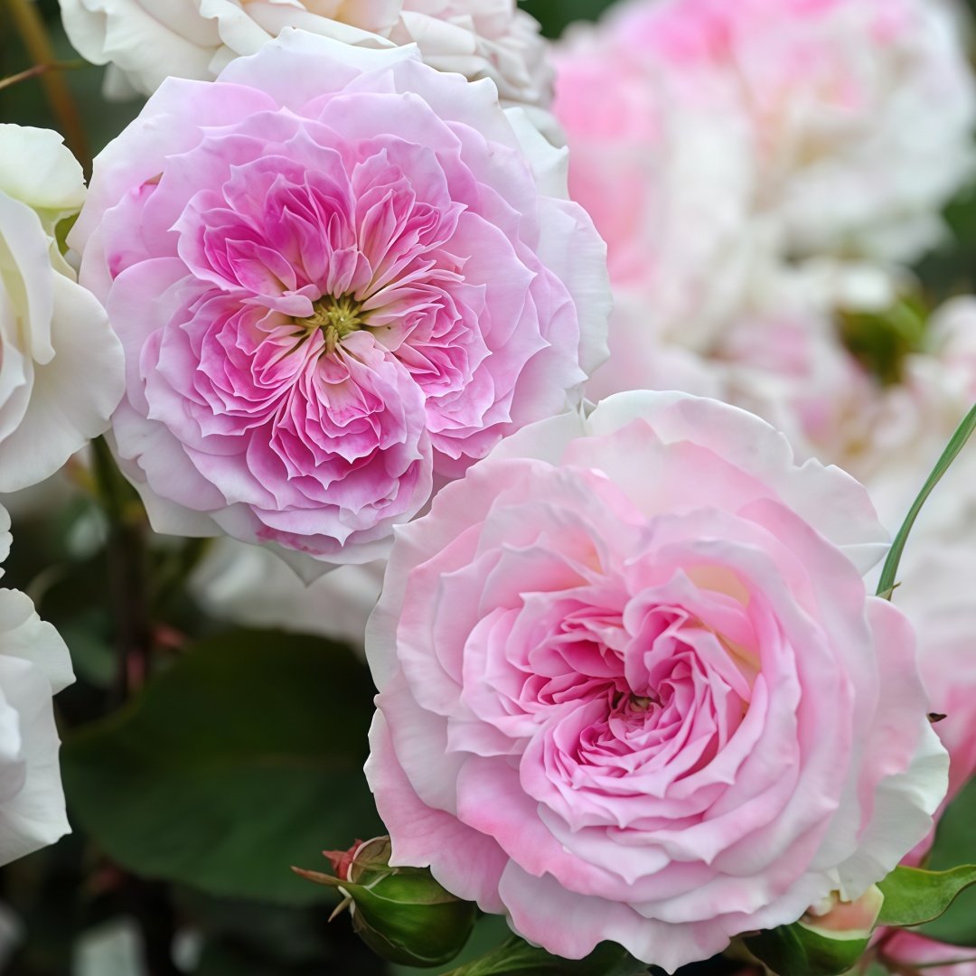Kírkē Rose Plant｜瑟西 image 3