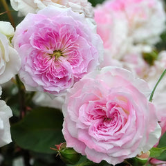 Kírkē Rose Plant｜瑟西 image 3