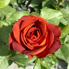 Chocolate Bubbles Rose Plant｜巧克力泡泡 image 2