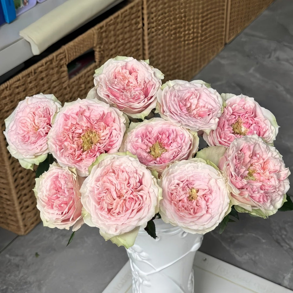 Sweet Eye Rose Plant|甜蜜眼 image 6