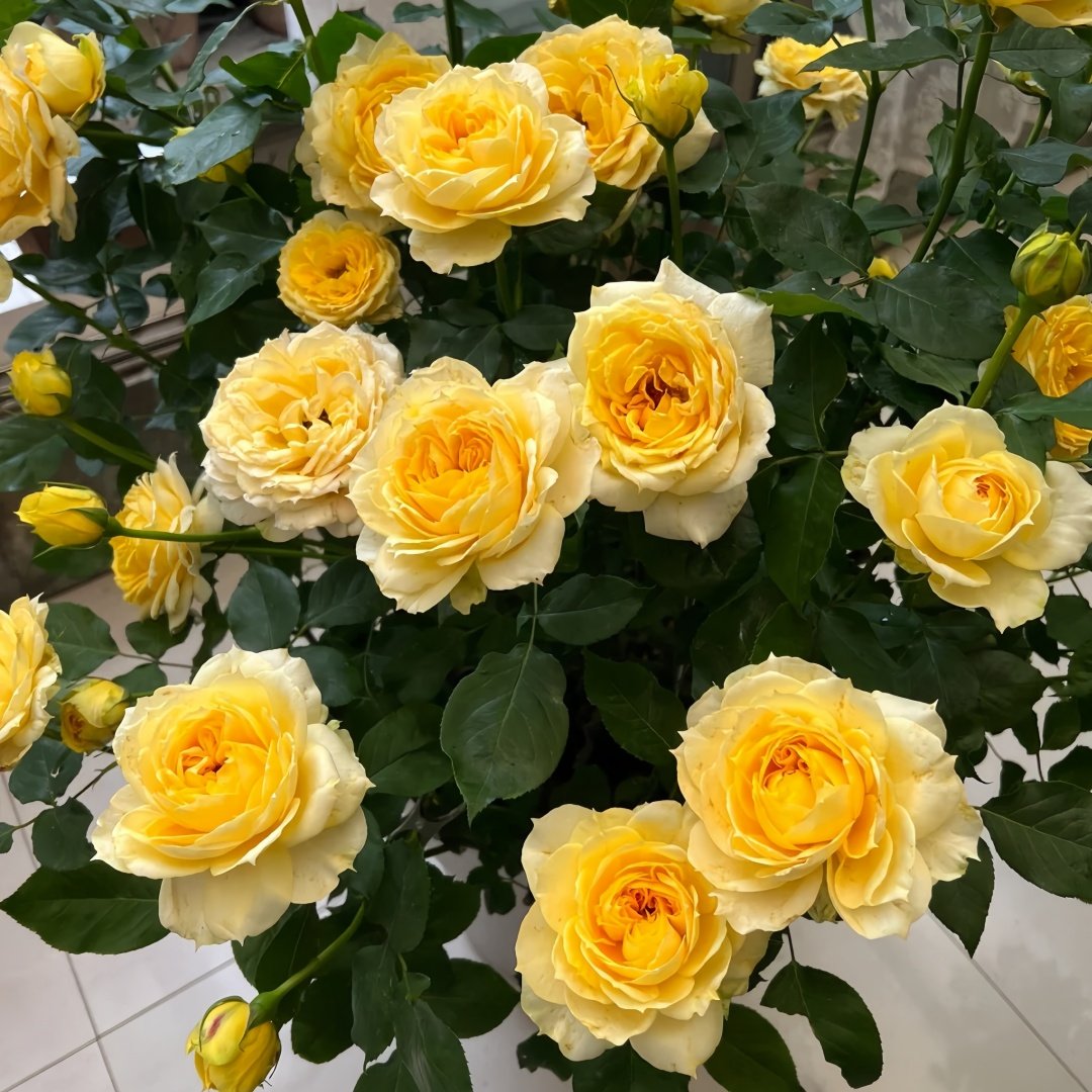 Sunny antike Rose Plant|阳光古董 image 7