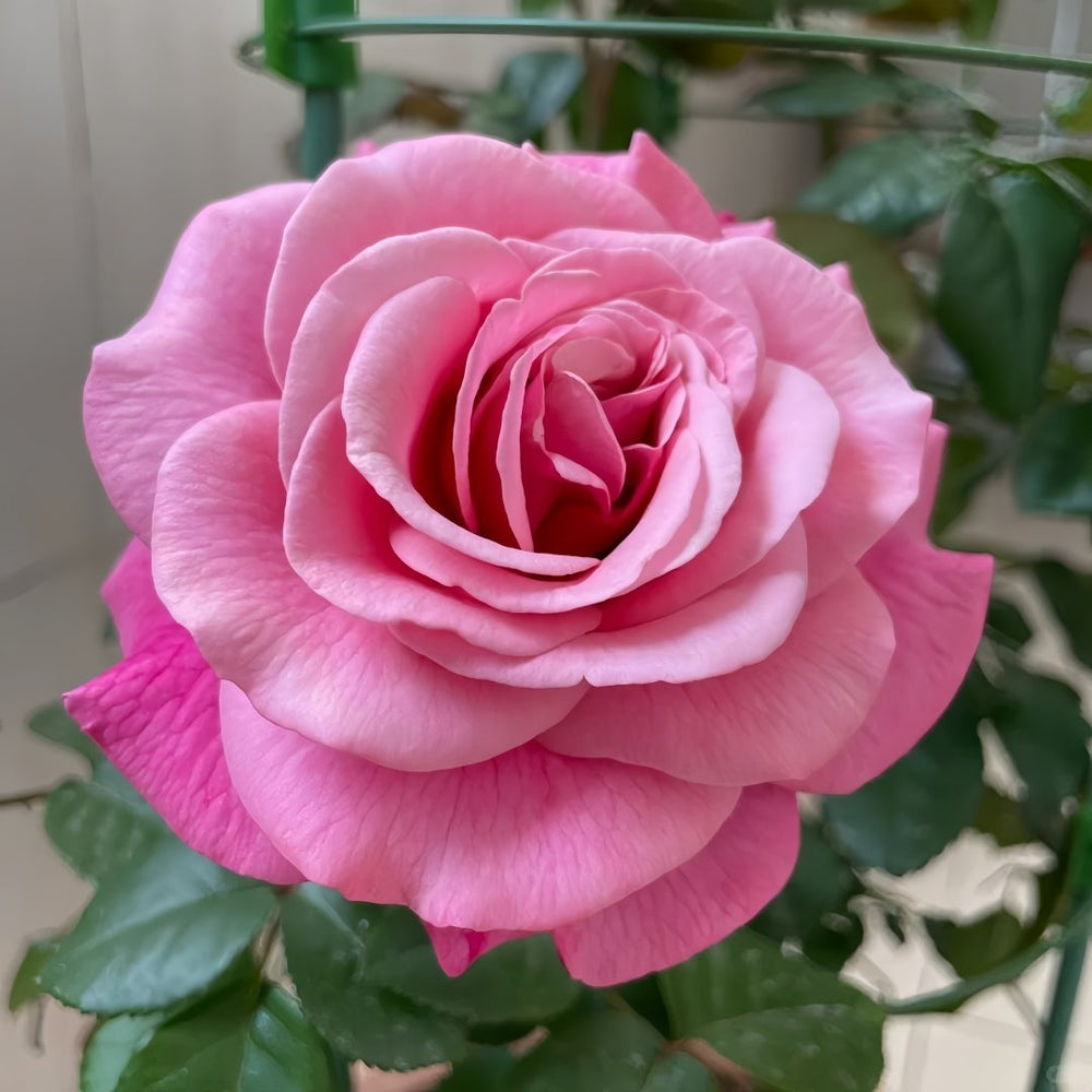 Wildberry Rose Plant|野莓子 image 4