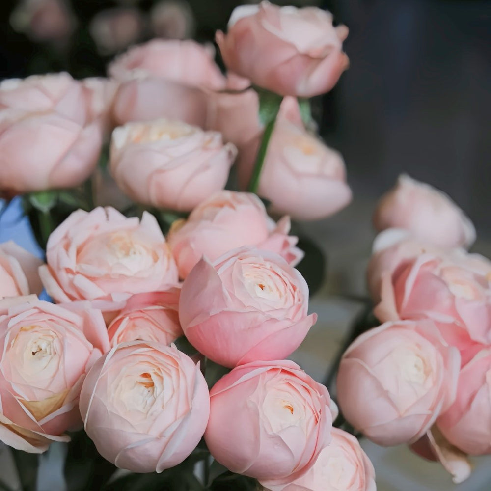 New SPS Rose Plant|柏林少女 image 5