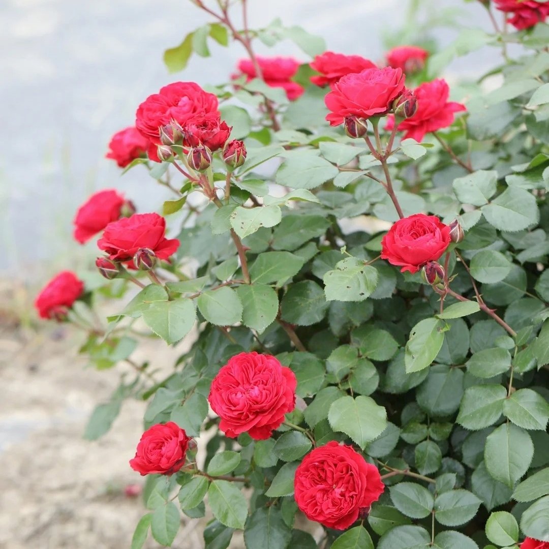 Red Leonardo da Vinci Rose Plant｜红色达芬奇 image 4