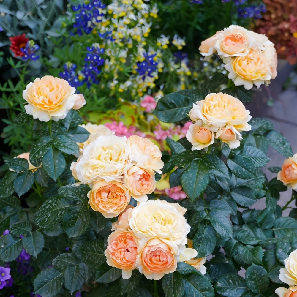 Abricot Terrazza Rose Plant｜杏色露台 image 4