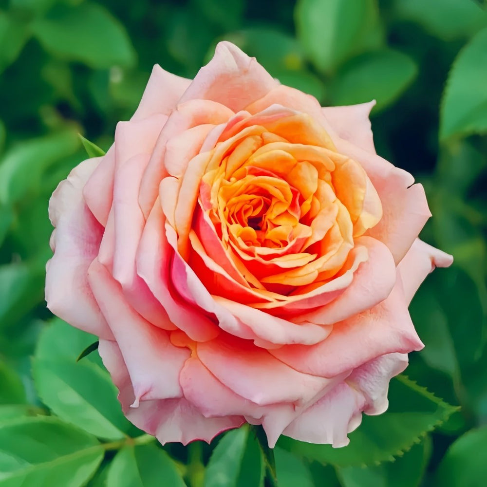 Cherry Brandy Rose Plant｜樱桃白兰地 image 2