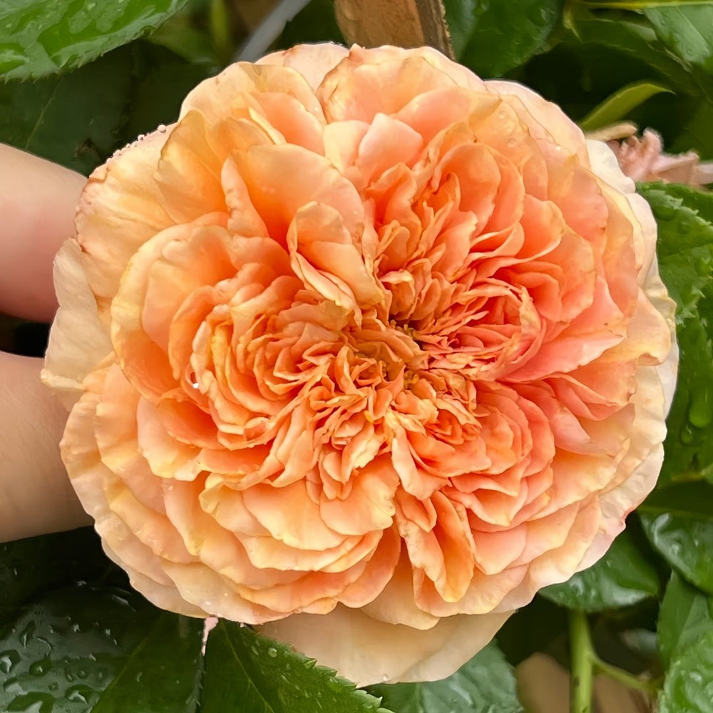 Belle d’Anjou Rose Plant｜安茹美人 image 2