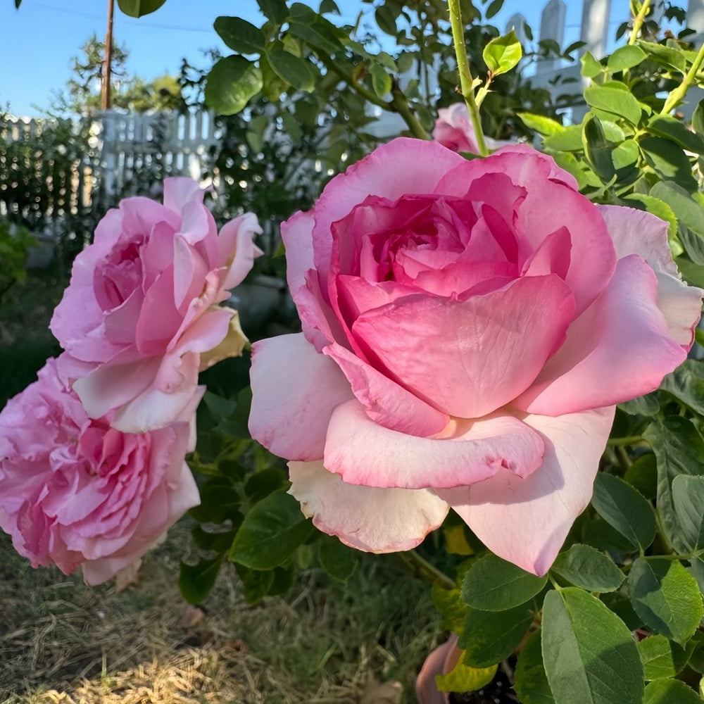 Sucre Rose Plant|砂糖 image 2