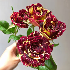 Abracadabra Rose Plant|流星雨 image 2