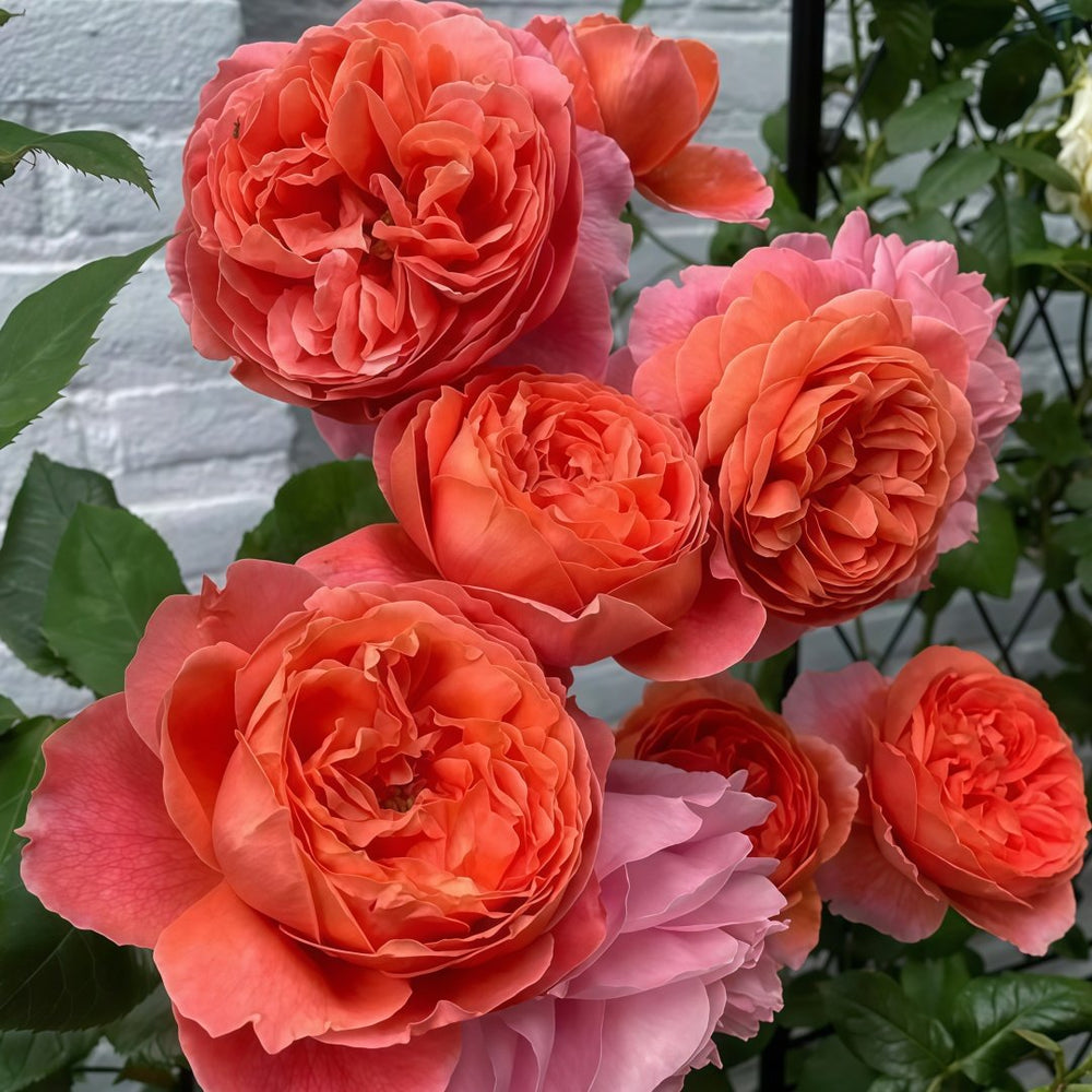 Summer Song Rose Plant｜颂夏 image 9