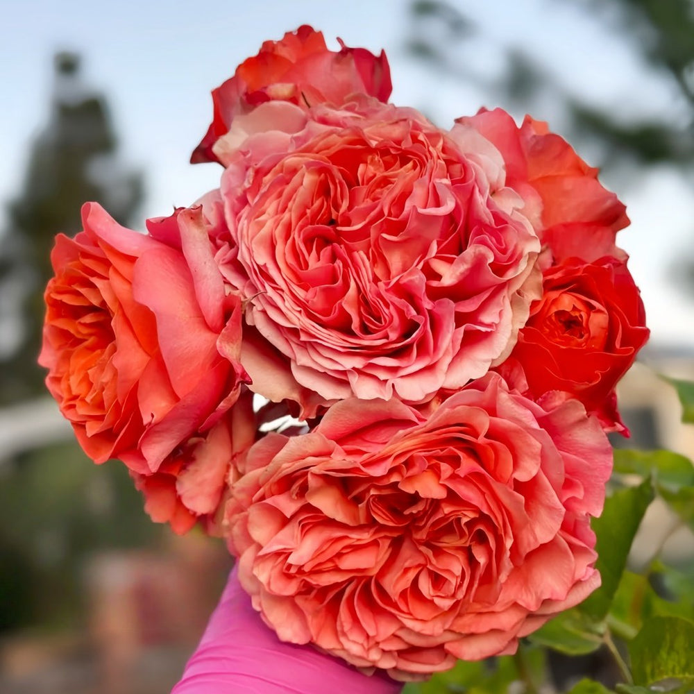 Red Coral Rose Plant｜红珊瑚 image 9