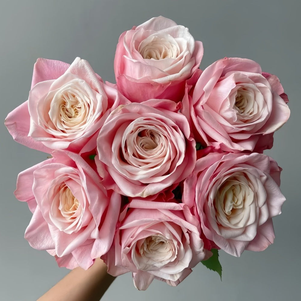 Supless Rose Plant｜甜蜜奶咖 image 0