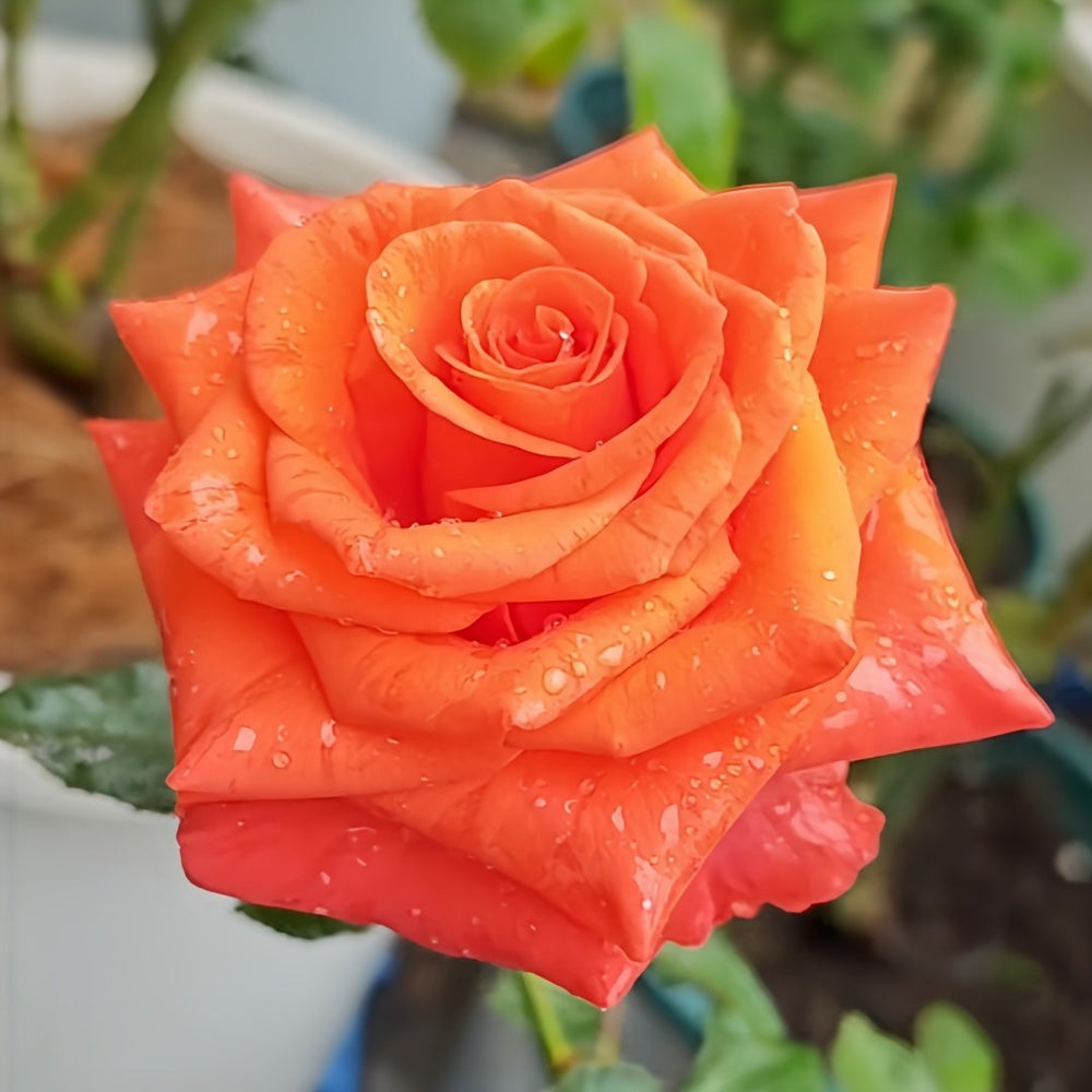 Dragon Tale Rose Plant|龙的故事 image 3