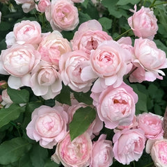Strawberry Macaron Rose Plant｜草莓杏仁饼 image 3