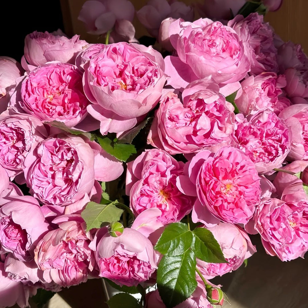 Pirouette Rose Plant|旋转芭蕾 image 7
