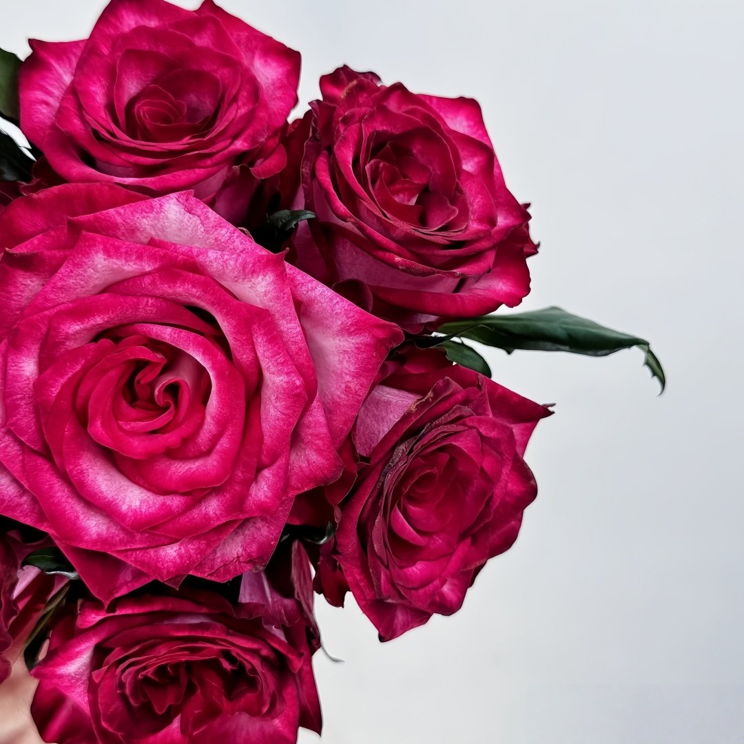 Ripasso Rose Plant｜里帕索 image 8