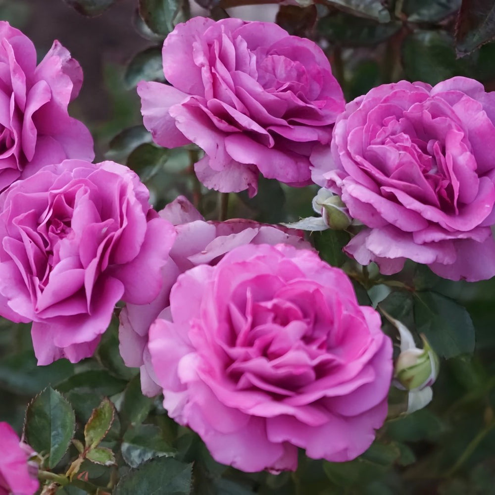 Angel Face Rose Plant|天使面容 image 4