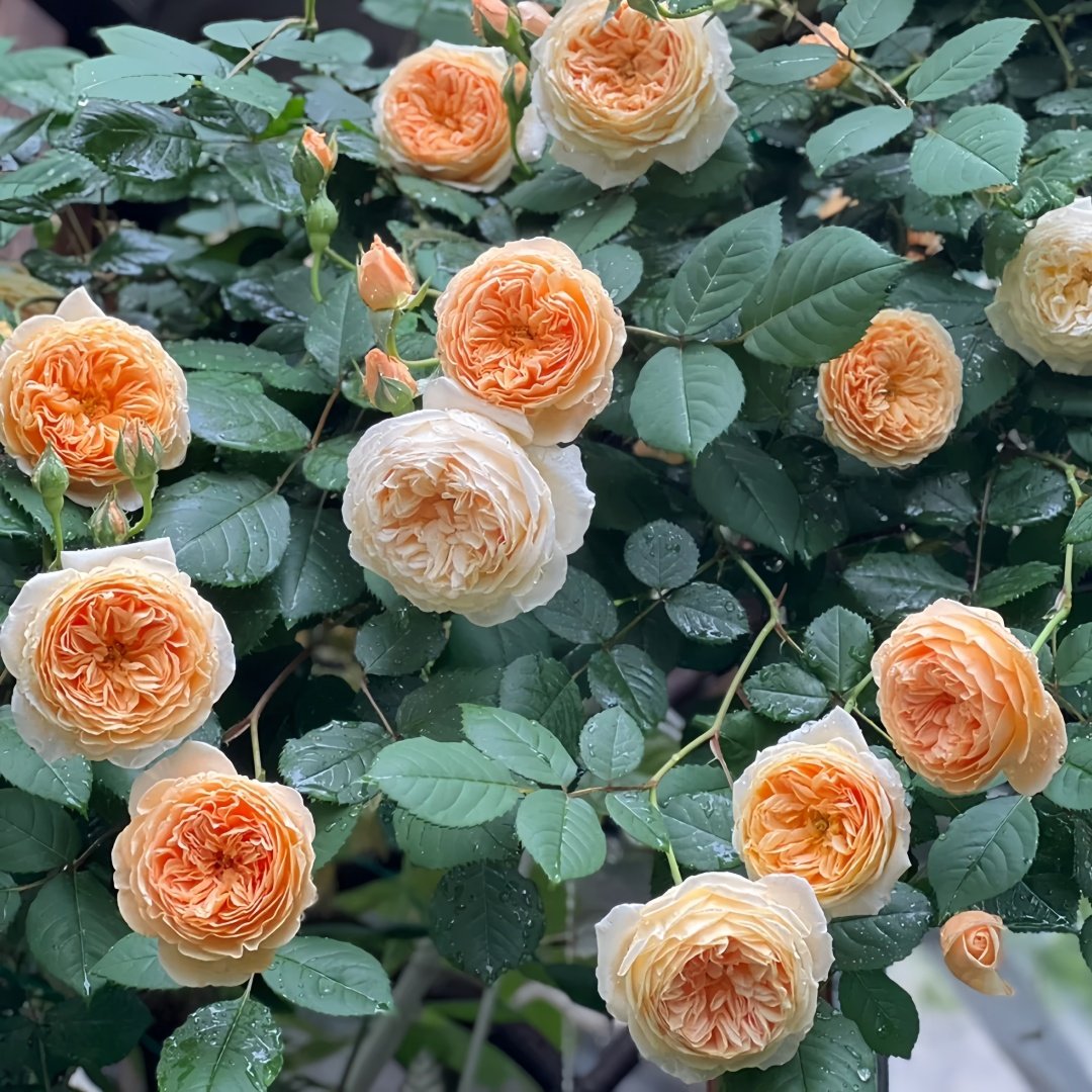 Crown Princess Margareta Rose Plant | 玛格丽特王妃 image 8