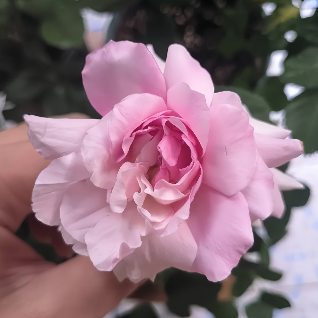 Yumeka Rose Plant｜梦香 image 4