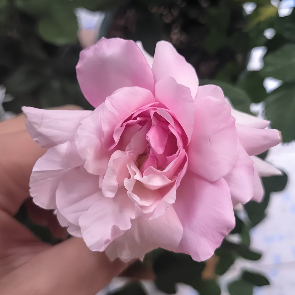 Yumeka Rose Plant｜梦香 image 4