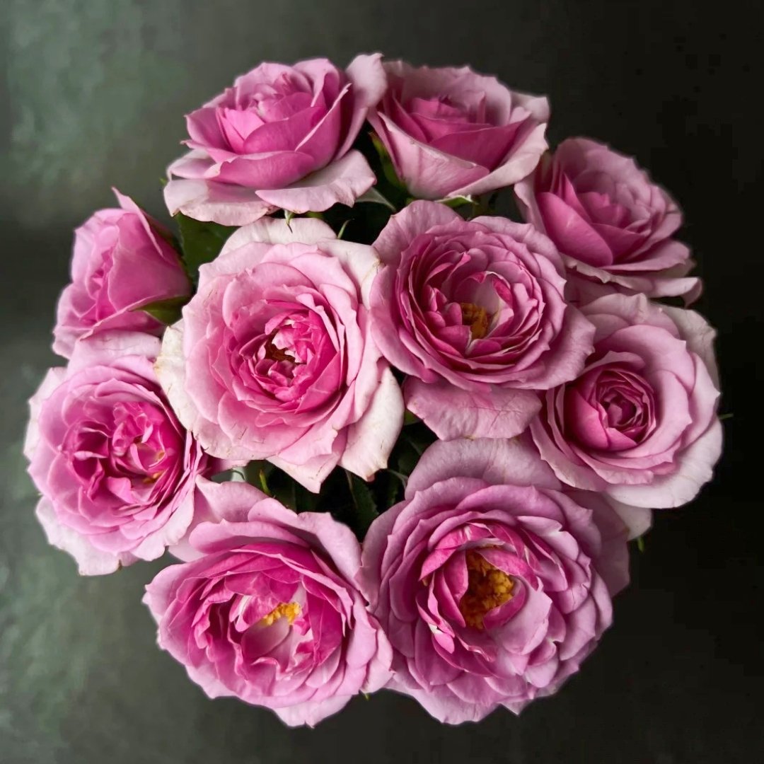 Lavender Flower Circus Rose Plant｜薰衣草门廊 image 0
