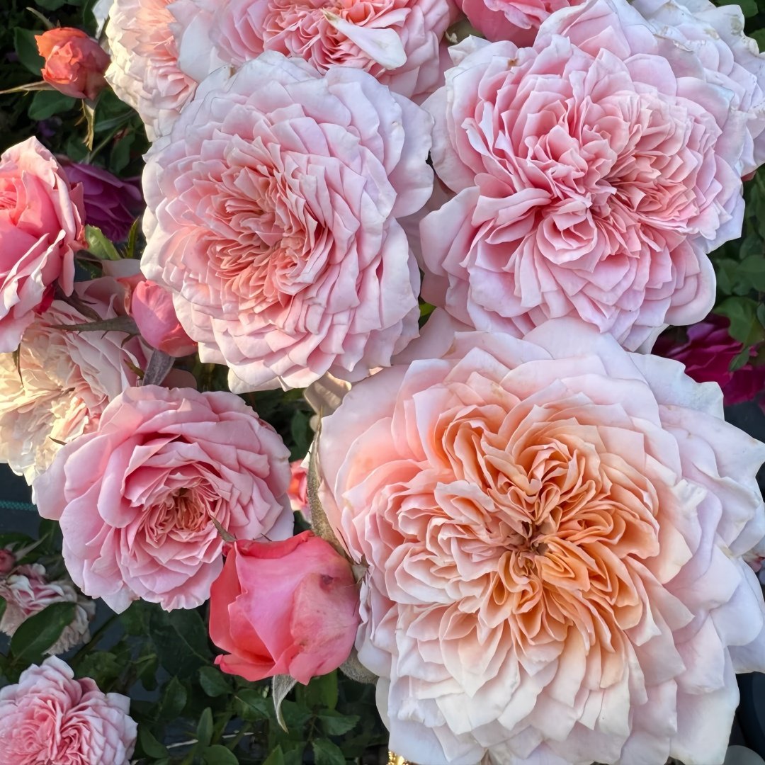 Mikoto Rose Plant｜美琴 image 3