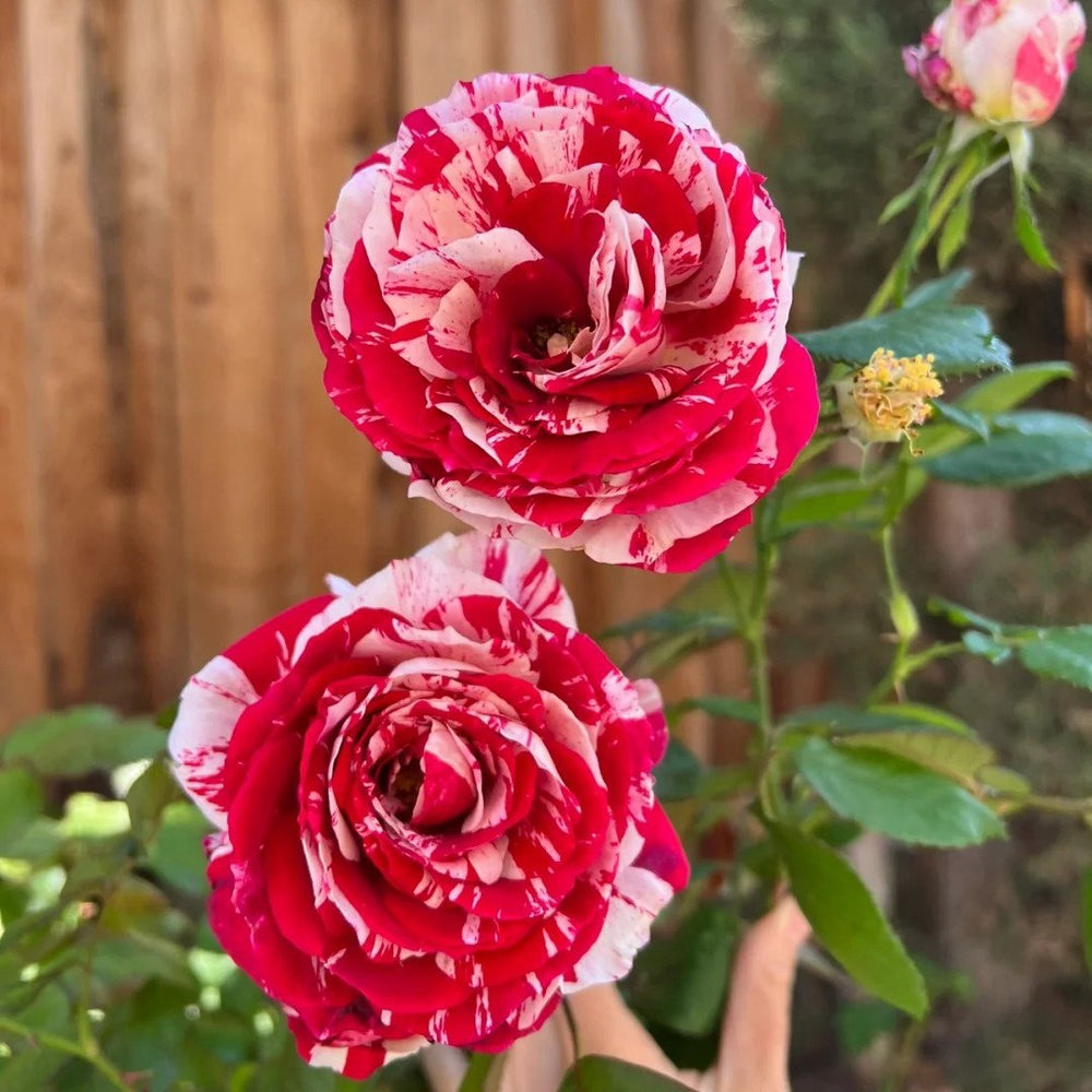 Scentimental Rose Plant | 说愁 image 1