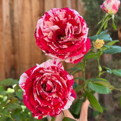 Scentimental Rose Plant | 说愁 image 1