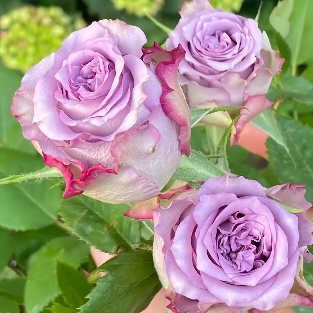 Dolcetto Rose Plant | 多姿桃 image 5