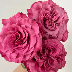 Country Blues Rose Plant|乡村蓝调 image 2