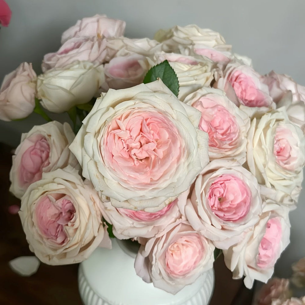 Bella Linda Kiss Rose Plant｜亲吻琳达 image 6