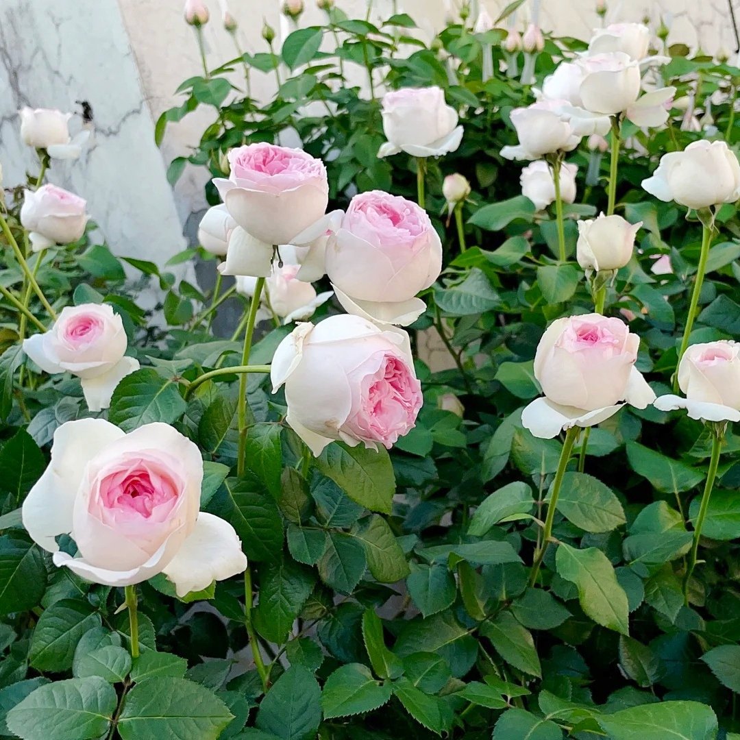 Yves Otome heart Rose Plant|伊芙乙女心 image 4