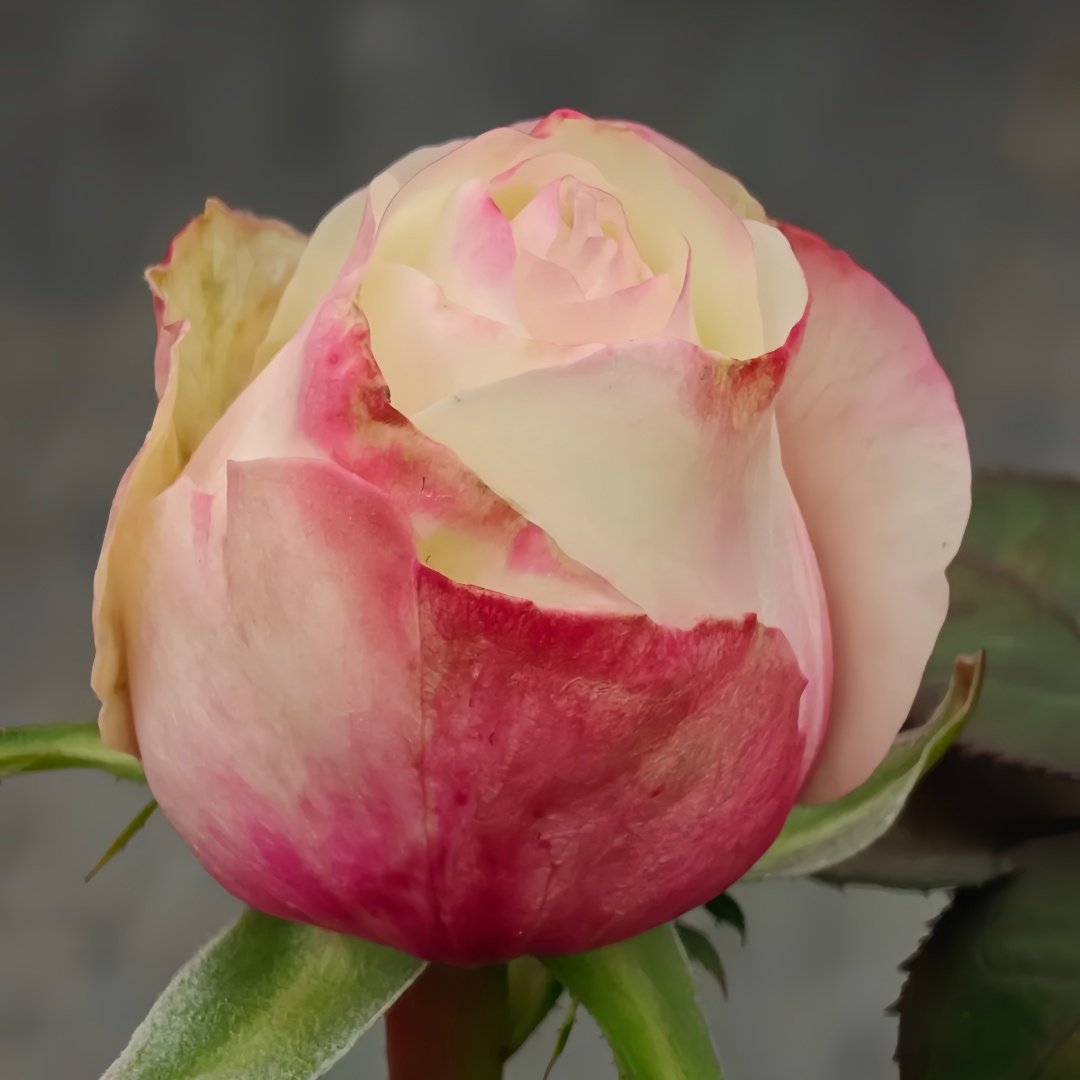 Swan Grace Rose Plant|优雅天鹅 image 4
