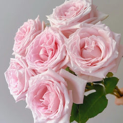 Dainty Parfum Rose Plant|丹蒂香水 image 2