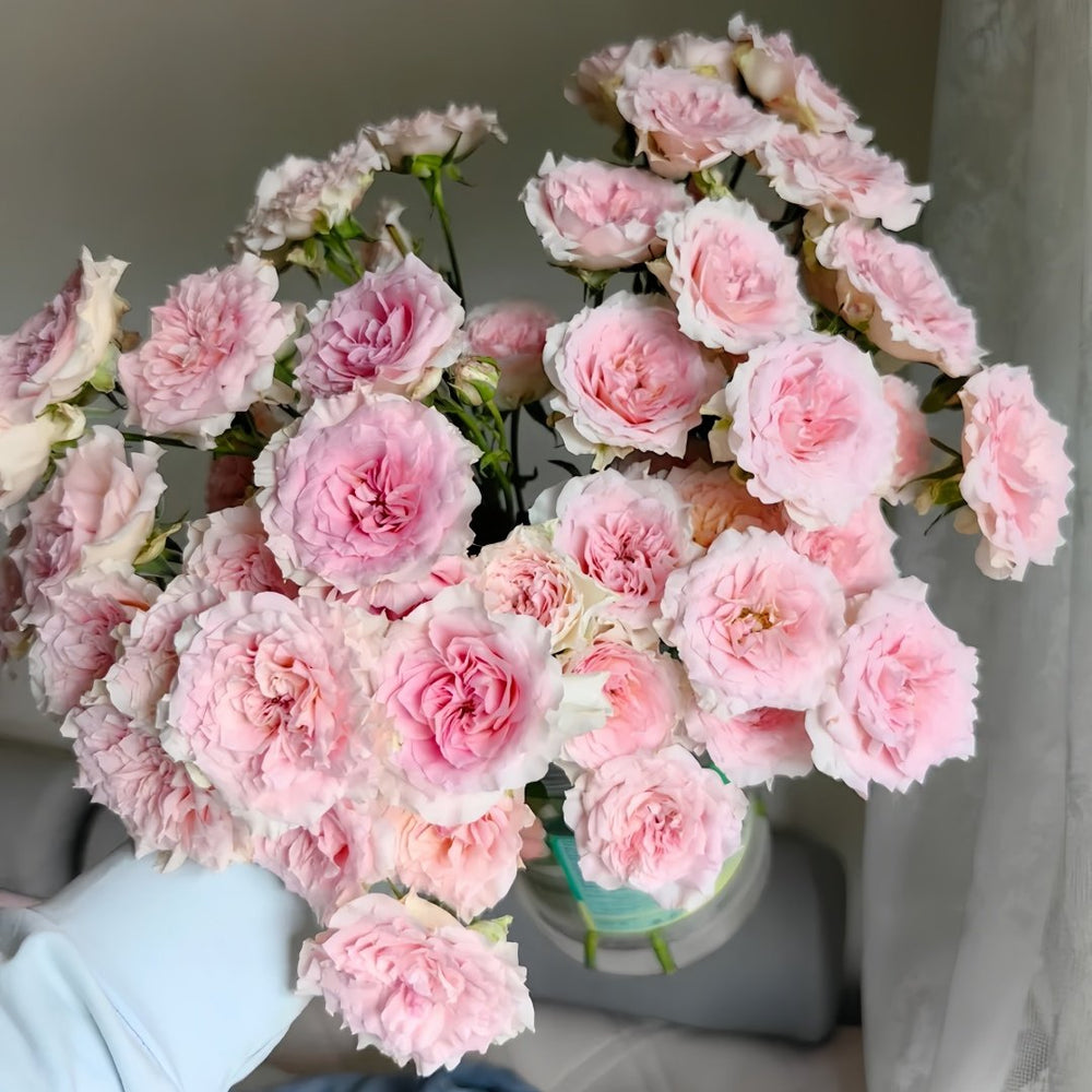 Fancy Rora Rose Plant｜情迷罗拉 image 9
