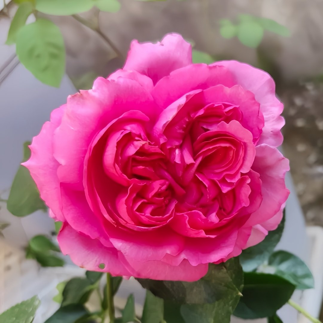 Yves loriot Rose Plant|伊芙里奥 image 2