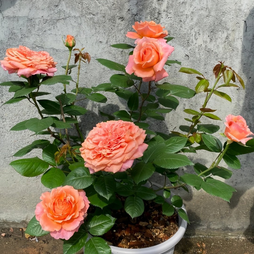 Amour de Molène Rose Plant | 莫莱纳之爱 image 9