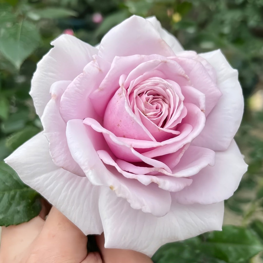 Pacific Blue Rose Plant|太平洋之蓝 image 2